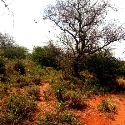 100 Acres Farming Land On Water Table - Image 7