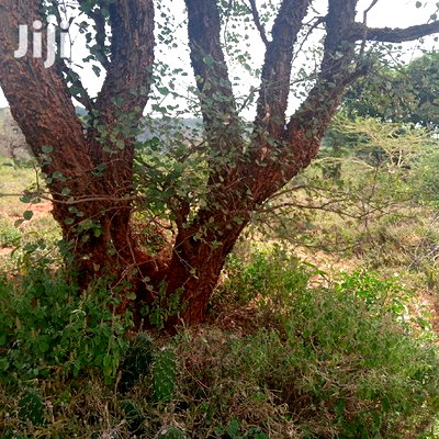 100 Acres Farming Land On Water Table - Image 1