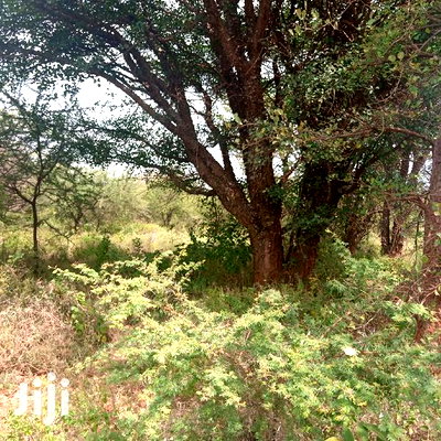 100 Acres Farming Land On Water Table - Image 6