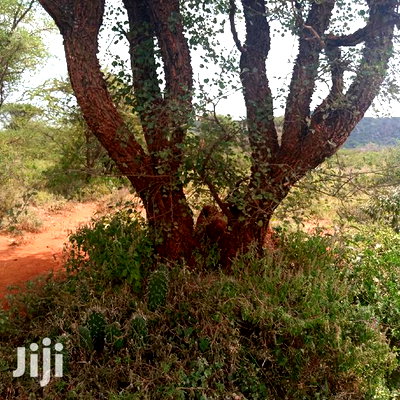 100 Acres Farming Land On Water Table - Image 9