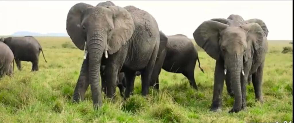 33-Acre Land in Maasai Mara Game Reserve