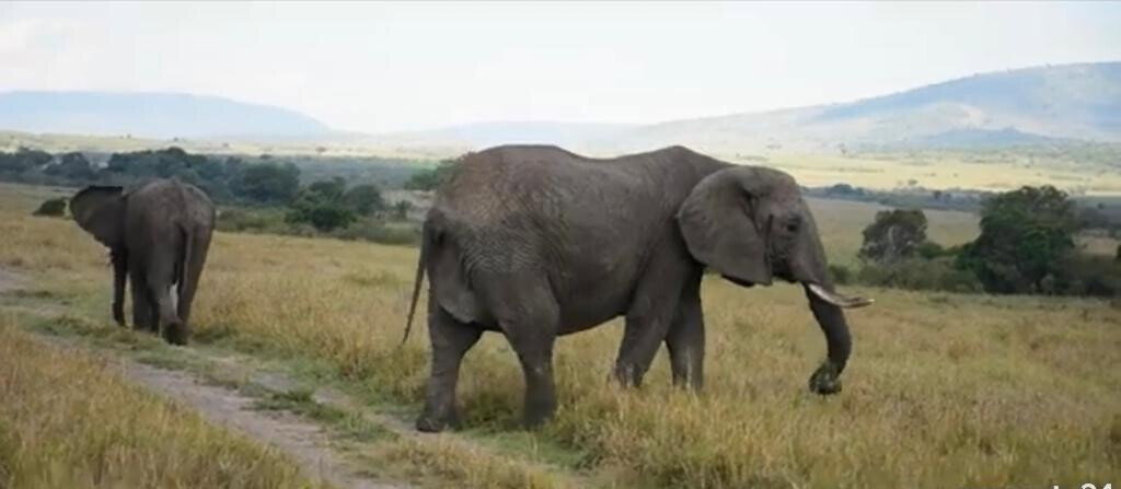 33-Acre Land in Maasai Mara Game Reserve