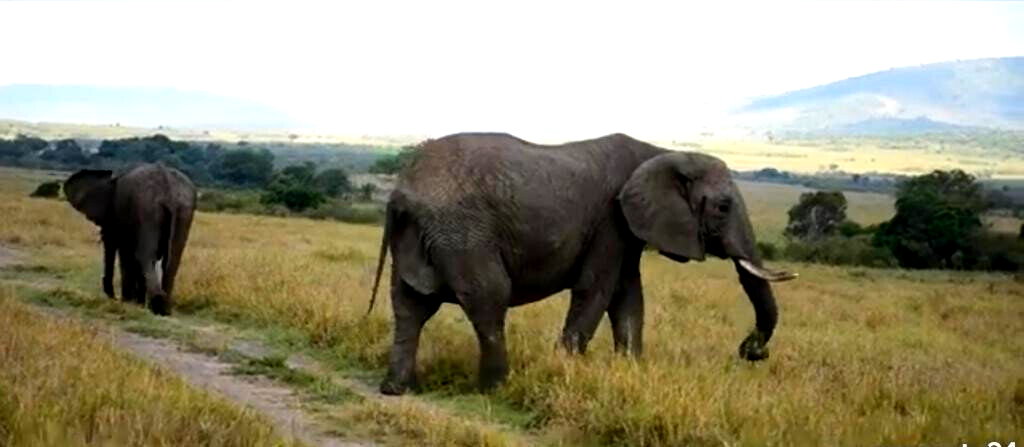 33-Acre Land in Maasai Mara Game Reserve
