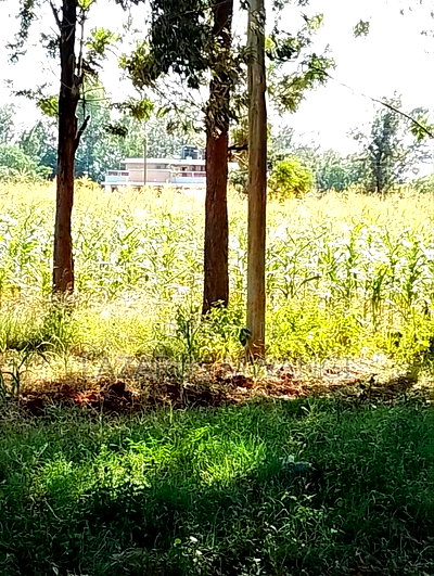 (Quarter Acre Land)For Quick Sale at Makutano Kirwara Mwea - Image 5