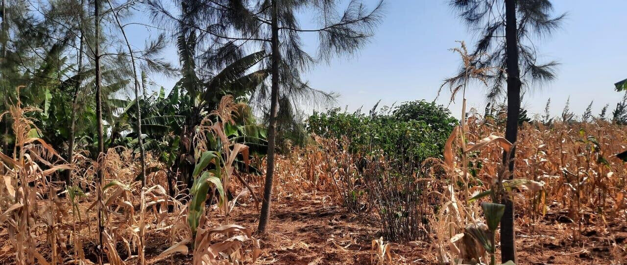 1/8 Acre Plot for KSh 2.8M