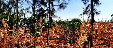 1/8 Acre Plot for KSh 2.8M