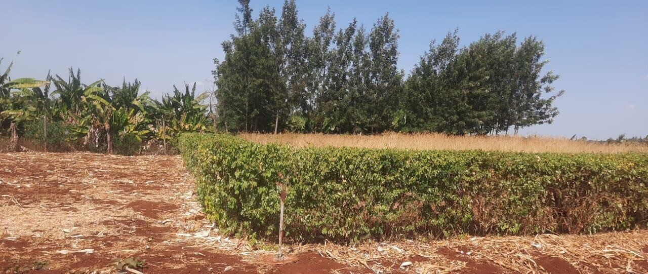 1/8 Acre Plot for KSh 2.8M