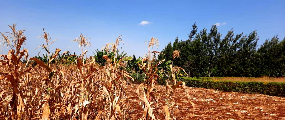 1/8 Acre Plot for KSh 2.8M
