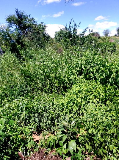 31acres for Sale - Image 3