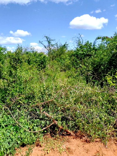 31acres for Sale - Image 1