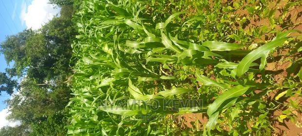 Lela Near Masaba Hospital