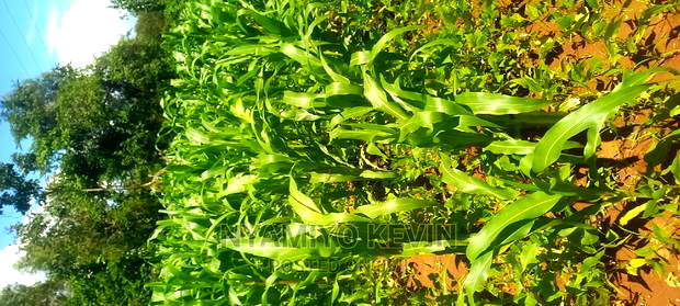 Lela Near Masaba Hospital