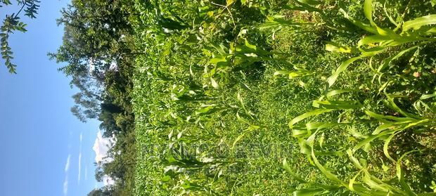 Lela Near Masaba Hospital