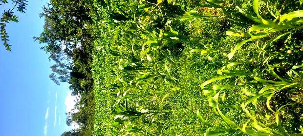 Lela Near Masaba Hospital