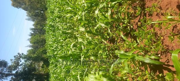 Lela Near Masaba Hospital