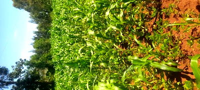 Lela Near Masaba Hospital - Image 4