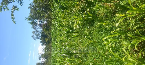 Lela Near Masaba Hospital