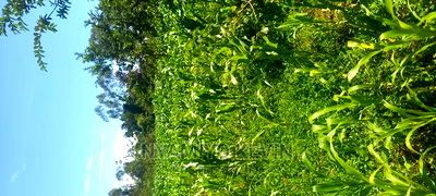 Lela Near Masaba Hospital - Image 2