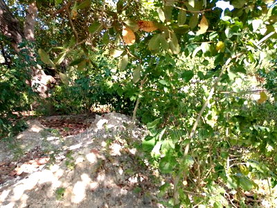 For Sale: Half Acre Corner Plot Along Mvindeni Road. - Image 8