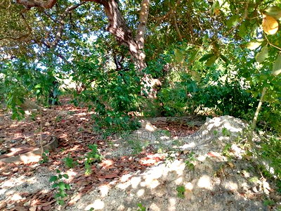 For Sale: Half Acre Corner Plot Along Mvindeni Road. - Image 7