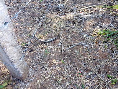 For Sale: Half Acre Corner Plot Along Mvindeni Road. - Image 5