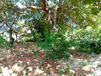 For Sale: Half Acre Corner Plot Along Mvindeni Road. - Image 12