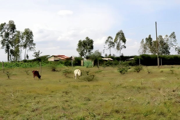 Joska Ndovoini Plots