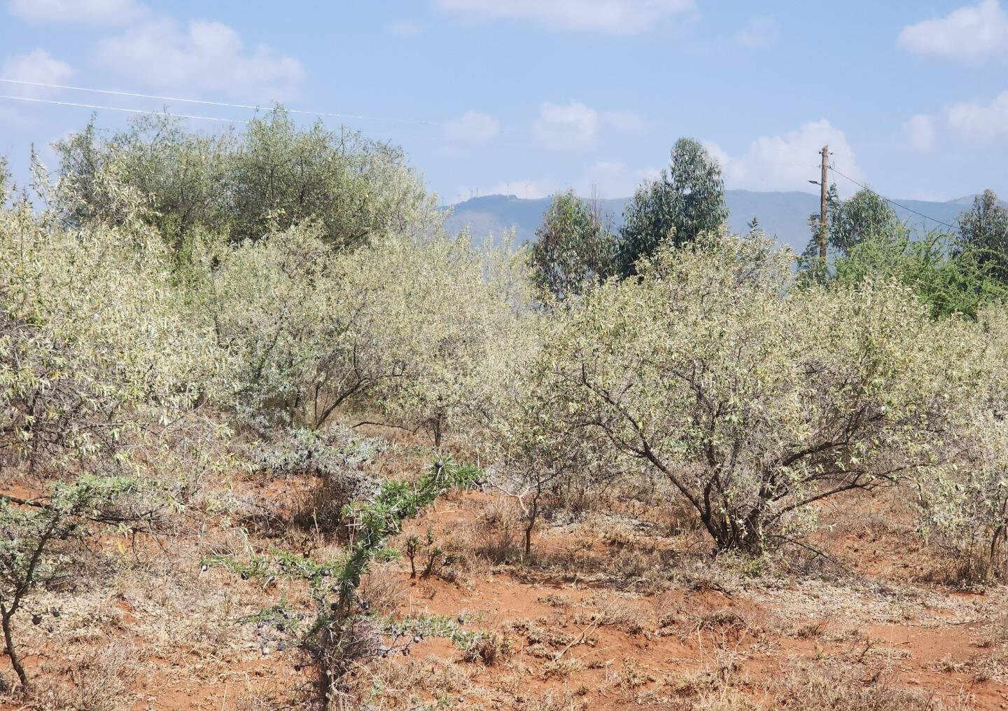 1/8 Acre in Kimuka Ngong