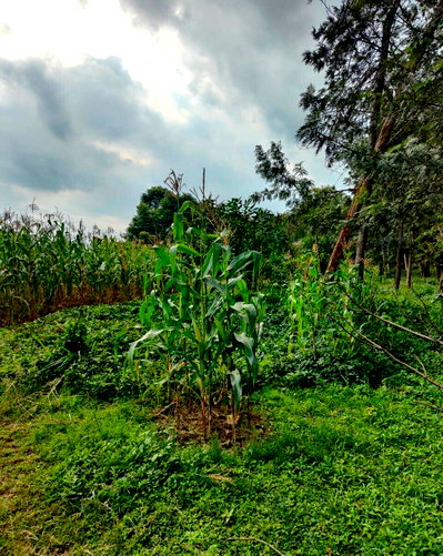 2.5-Acre Ridgeways Plot at KSh 40M