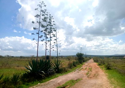 6.7-Acre Plot with Garden