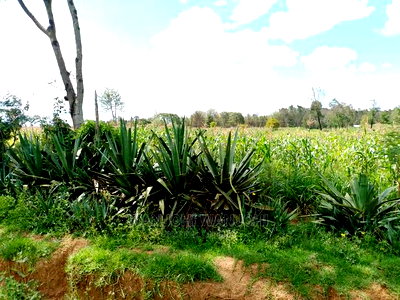 Very Prime Plots in Kasuku Town - Image 1