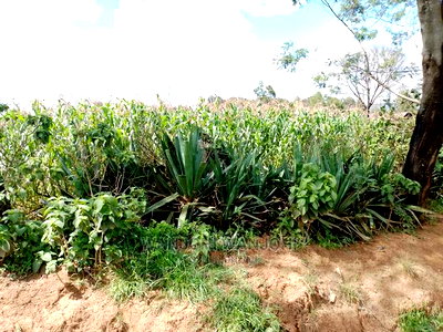 Very Prime Plots in Kasuku Town - Image 4