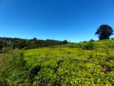 Prime Land for Sale in Tigoni - Image 4