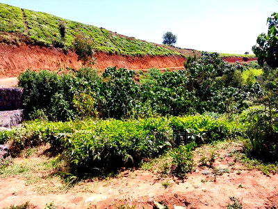 Prime Land for Sale in Tigoni - Image 7