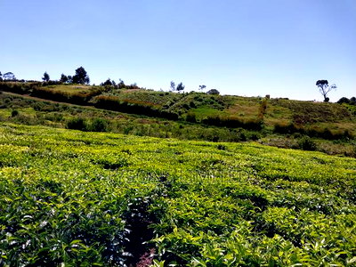 Prime Land for Sale in Tigoni - Image 8