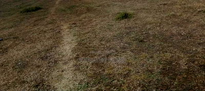 Dier Aora Bondo Farm - Image 5