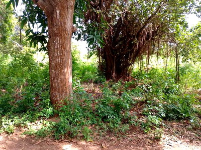 5 Acres Corner Plot in Mabriver, Tiwi- Kombani - Image 12