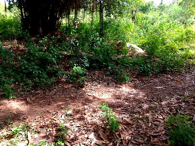 5 Acres Corner Plot in Mabriver, Tiwi- Kombani - Image 13