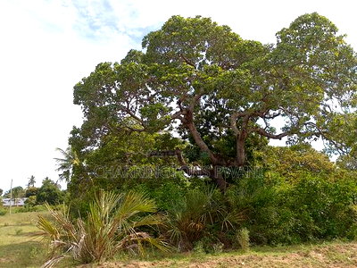 5 Acres Corner Plot in Mabriver, Tiwi- Kombani - Image 10