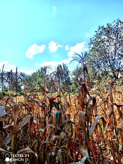 Prime Thindigua Plot 0.75ac - Image 2