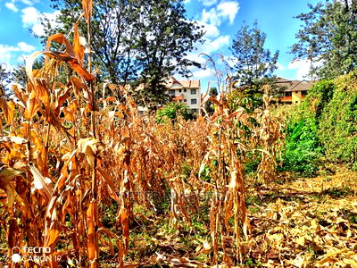 Prime Thindigua Plot 0.75ac - Image 4