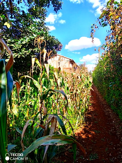 Prime Thindigua Plot 0.75ac - Image 3