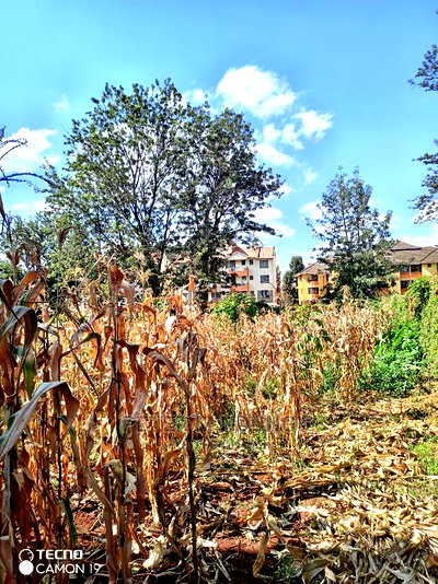 Prime Thindigua Plot 0.75ac - Image 5