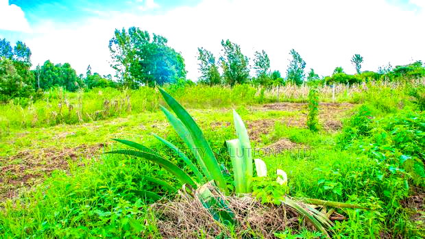 Prime Residential Plot in Kikuyu, Gikambura for Sale.