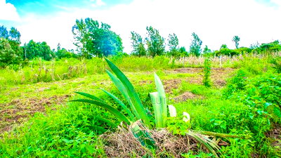 Prime Residential Plot in Kikuyu, Gikambura for Sale. - Image 5
