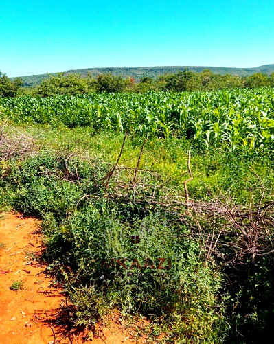 2,500-Acre Farm in Nakuru