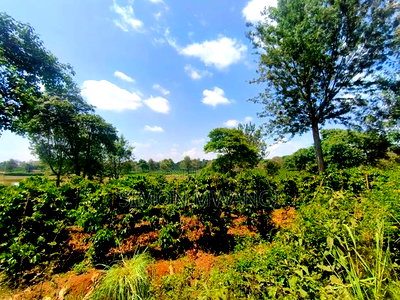 403 Acres Coffee Farm at Kiambu on Sale at 25M Per Acre - Image 2