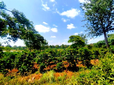 403 Acres Coffee Farm at Kiambu on Sale at 25M Per Acre - Image 5