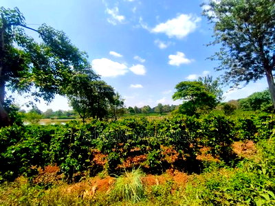 403 Acres Coffee Farm at Kiambu on Sale at 25M Per Acre - Image 1