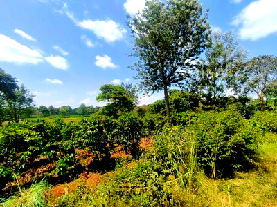 403 Acres Coffee Farm at Kiambu on Sale at 25M Per Acre - Image 4